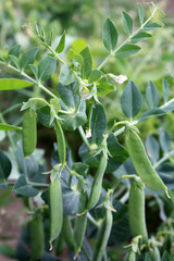 Growing and blooming green peas in the garden.