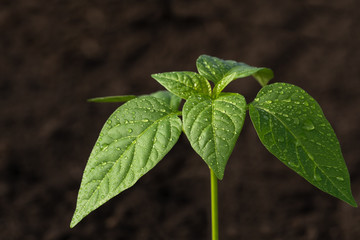 Green leaves of young pepper with drops of dew. A close-up. Blurred dark background.