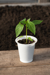 Pepper seedling in a white pot on a wooden board close-up. Side view.