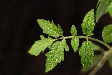 A closeup. Green tomato leaves with dewdrops. Dark background.