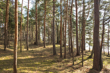 Sunny pine tree forest next to the sea