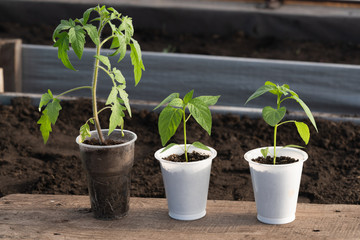 Three seedlings of tomato and peppers in pots stand on a wooden board. Blurred background.