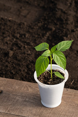 Pepper seedling in a white pot on a wooden board close-up. Blurred soil background. View from above.