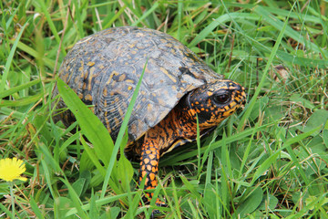 colorful turtle