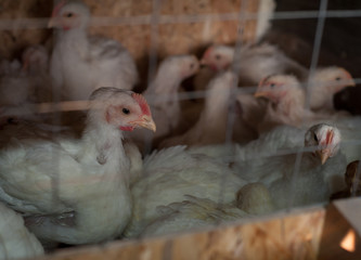 A lot of white laying hens in a cage. poultry yard, household, farm. Egg and broiler production