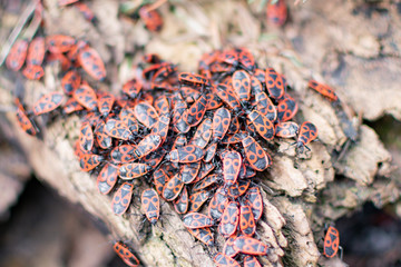 Red insects on a tree