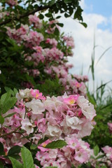 Magnolia in primavera	