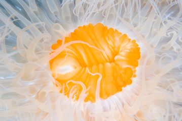 Fototapeta Frilled anemone metridium senile, detal close up, underwater obraz