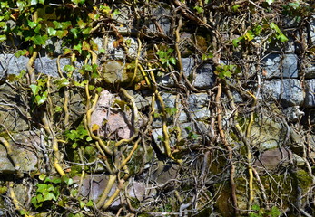 Mit Wurzeln bewachsene Natursteinmauer