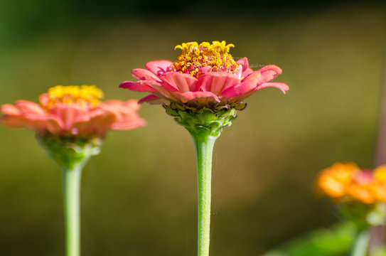 Zinnien Bl&uuml;tenstand