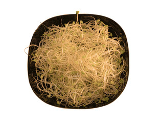 Seedlings of grain on a black plate