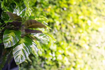 the surface of green plants with leaves sunlit, blurred image
