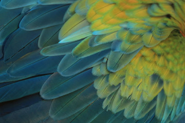 Feathered parrot Blue-yellow as a background