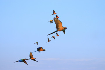 Many macaw parrots fly with small birds as a line. © Napatsorn