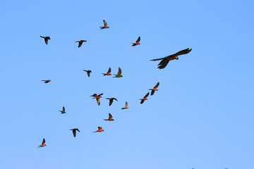 Macaw Parrot is a squadron leader.