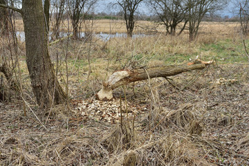 Drzewa ścięte przez bobry - ślady zębów na pniakach.