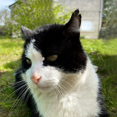 Chat de compagnie 