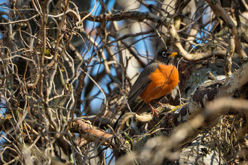 2020-03-19 A LONE ROBIN IN TREE NEAR SEATTLE WASHINGTON