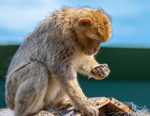 Berberaffe auf Hüte