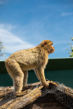 Berberaffe auf H&uuml;tte