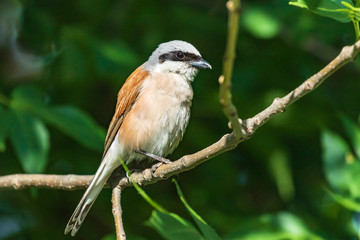 Red-backed shrike.  A little songbird sits on a branch against a background of bright green foliage. Natural habitat. Wildlife. Ukraine.