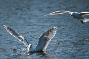 2020-03-19 A SEAGULL LANDING ON LAKE WASHINGTON NEAR SEATTLE