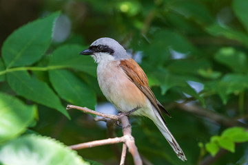 Red-backed shrike.  A little songbird sits on a branch against a background of bright green foliage. Natural habitat. Wildlife. Ukraine.