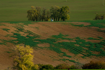Fototapeta premium A chapel standing in the middle of beautiful Moravian fields
