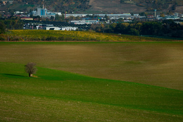 Fototapeta na wymiar A lonely tree growing in the fields with a view in the background to the industrial part of a large city
