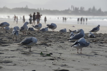 Seagulls on the beach, Byron Bay