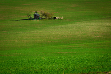 Fototapeta na wymiar A lonely island with an old tool shed for working in the field in the middle of the Moravian green fields