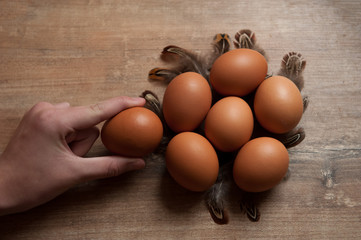 Hand hold one egg and six eggs with quail feathers lies on the wooden desk
