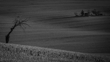 A lonely tree standing in the middle of beautifully undulating Moravian fields
