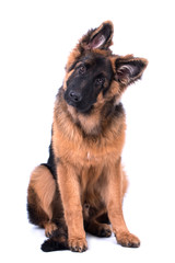 Young long haired German Shepherd