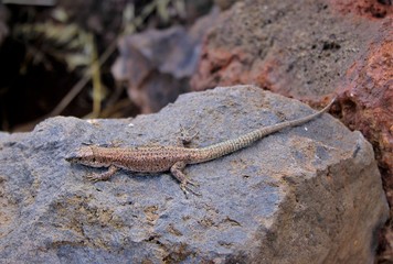 Madeiran wall lizard (Teira dugesii) is a species of lizard in the family Lacertidae. The species is endemic to Madeira Islands, Portugal.
