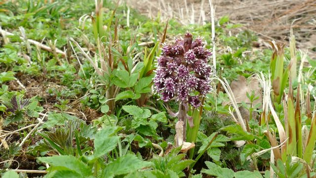 butterbur (Petasites hybridus) in flower 4k