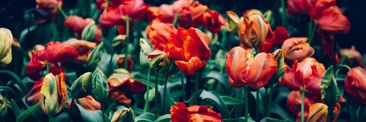 Gordijnen Close up of blooming flowerbeds of amazing orange parrot tulips during spring. Public flower garden, Netherlands. Dark moody photo © manuta