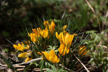 Enlightened yellow crocus in sunshine on springtime.