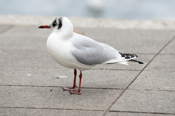 Obraz premium Gabbiano 03