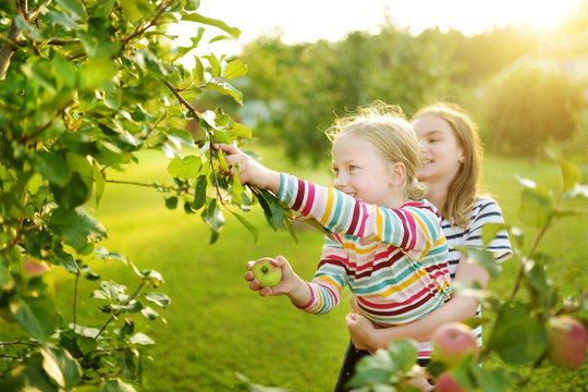 Apple Orchard Kid Images – Browse 47,950 Stock Photos, Vectors, and ...