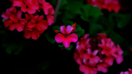 Fototapeta na wymiar Pink petal flowers