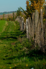 Pheasant walking on a dirt road along a wooden fence