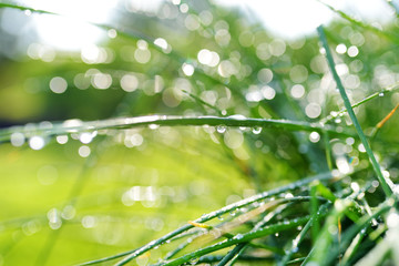 Chives growing in the garden with water drops after rain at sunny summer day.