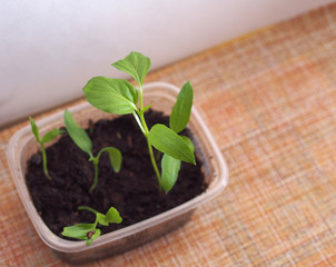 Pepper seedlings grow in a transparent plastic container.