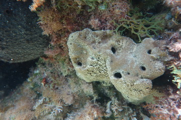  Underwater photos from Albania © moniadk