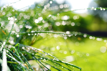 Fototapeta na wymiar Chives growing in the garden with water drops after rain at sunny summer day.