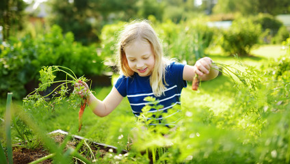 Cute young girl holding a bunch of fresh organic carrots. Child harvesting vegetables in a garden. Fresh healthy food for small kids.
