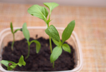Pepper seedlings grow in a transparent plastic container.