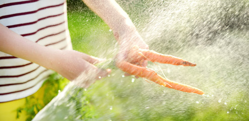 Close-up on childs hand washing a bunch of fresh organic carrots under streaming water. Child...