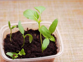 Pepper seedlings grow in a transparent plastic container.